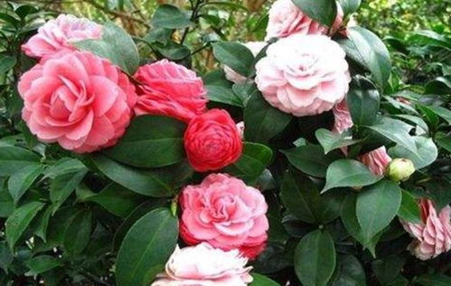 冬天来了茶花咋整？赶紧学起来！