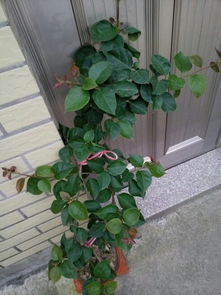 苗木花卉名称大盘点