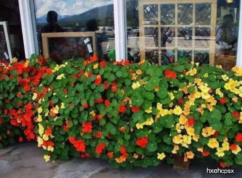 广东适合种植的植物大揭秘