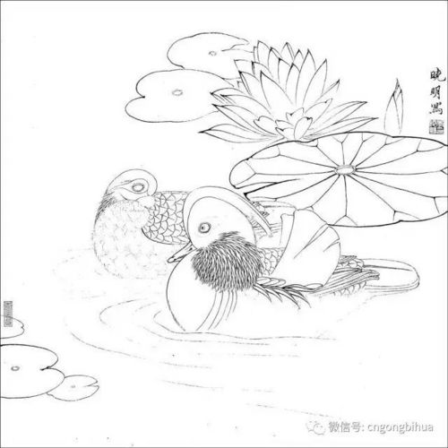 荷花与睡莲的美丽邂逅