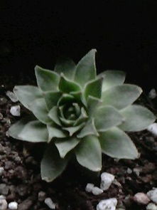 水培昙花冬季如何养护才能安全越冬