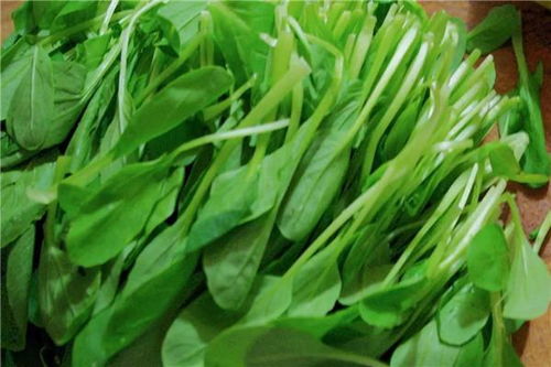 小白菜：清新的味道
