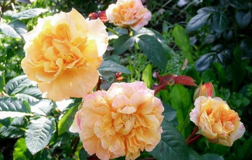 糖爱月季， 开花有讲究