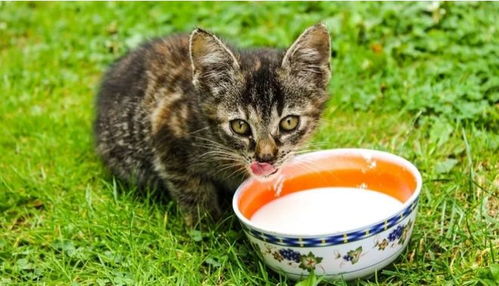 猫咪能喝菊花茶吗？它对猫咪健康有影响吗