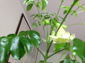 巧用光照， 让植物不再