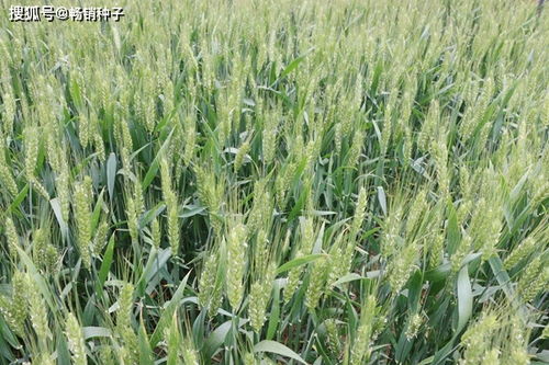 先正达种衣剂产品目录中，有哪些杀虫剂产品适用于小麦田病虫害防治？