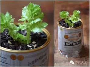 东北八月末，种菜指南来了！