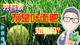 庄稼长斑，这病咋来的？