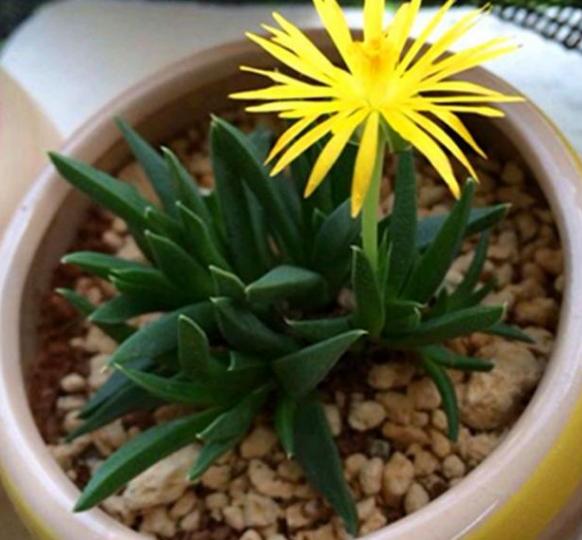 室内盆栽防虫，这些小技巧你get了吗