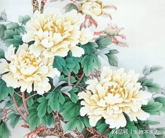 牡丹花适合属兔？想养牡丹花的进来看看