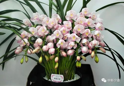 福建花卉产业的特色之处