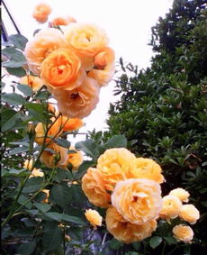 需不需要换盆，在这里木木只嫩说这是极其错误的一种想法。