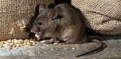 如何对付这些“搬家”的老鼠