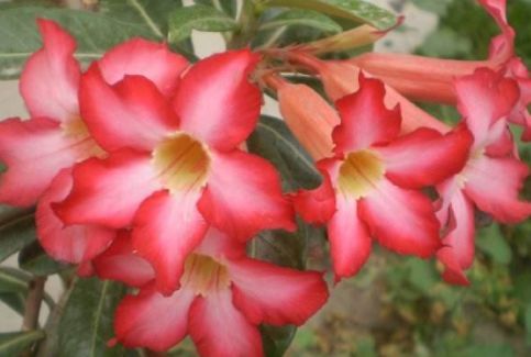 四川必去的十大景点之一：九寨沟