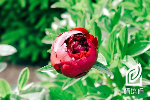 芍药、 丁香等耐寒花卉