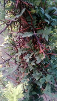 北方兄弟别硬刚：春播梗稳妥