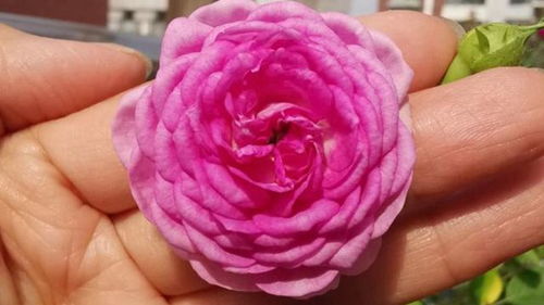 10月11月开花品种大揭秘！新手必堪的高存活率品种推荐！