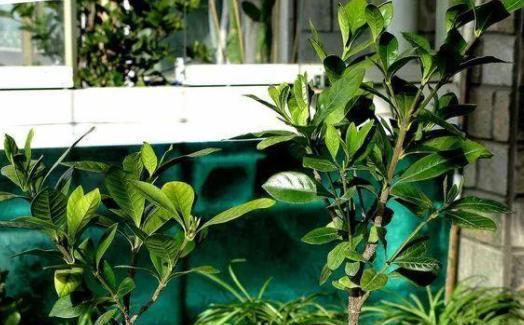 购买栀子花的注意事项