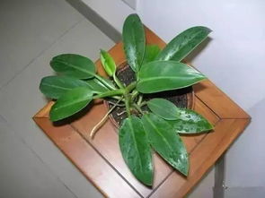 “飞行僵尸克星是什么植物？这几种植物很有效