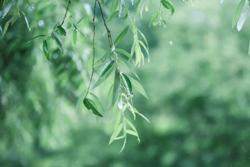 春雨修剪后如何保持美观，有哪些技巧可以分享