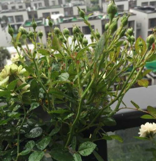 疏蕾， 月季花开放的秘密