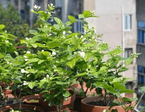 茉莉花：庭院中的芬芳使者