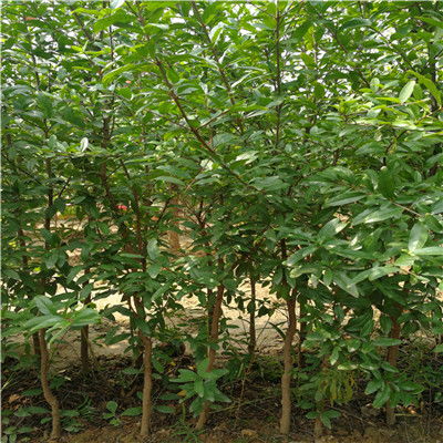 如何正确栽种玉兰花树苗并实施有效的栽培与管理