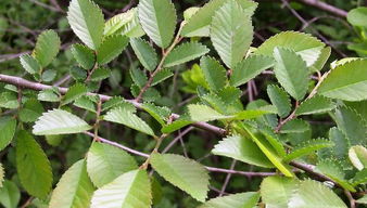 公益宣传丨榆树探秘榆树生长！树皮随生长渐变，竟是暗灰色模样！