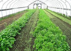 瓜类蔬菜的除草剂