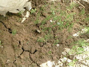 不同地区的播种策略