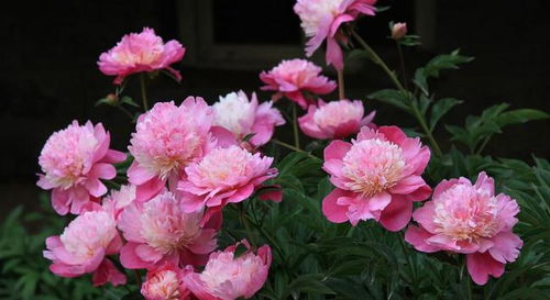 芍药花语：寓意着温柔、美丽与富贵