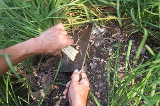 管理要点：水肥管理是关键