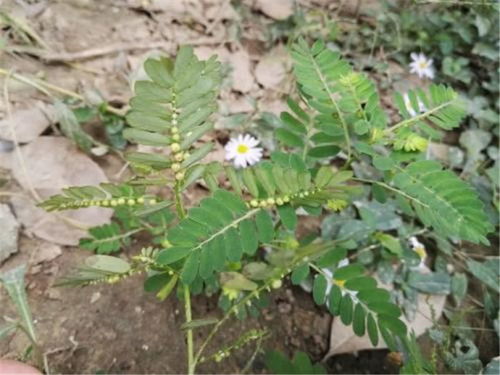 银叶金合欢种子催芽技巧揭秘