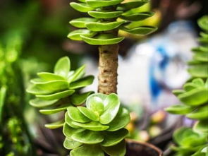 苔藓养殖方法及注意事项有哪些？