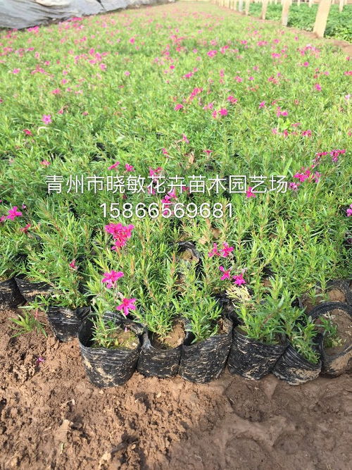 芝樱种植的注意事项