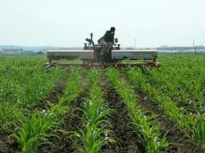 推荐几种不伤桃树苗的除草剂