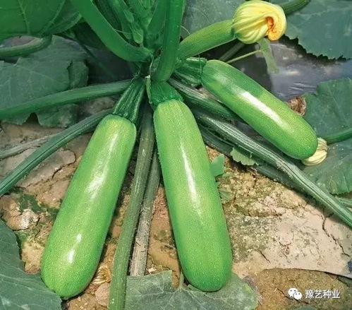 越夏西葫芦产量低，原因复杂