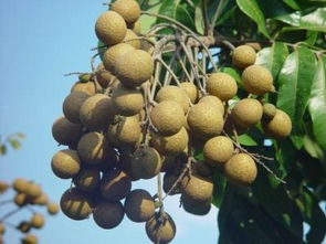 龙眼喷农药后多久对人体有危害？揭秘真相！