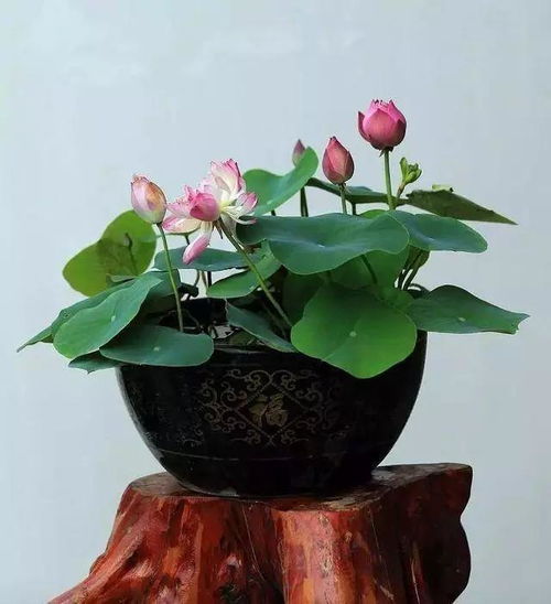 盆栽荷花夏天移栽的方法