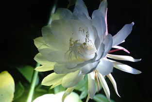 昙花谢后叶落谁家
