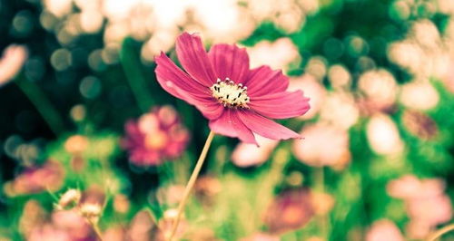 放任不管，花开梗盛的秘密？