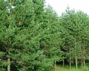 3. 粉雪松，温柔如水