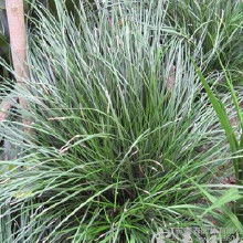 沿阶草：耐寒耐旱， 覆盖力强