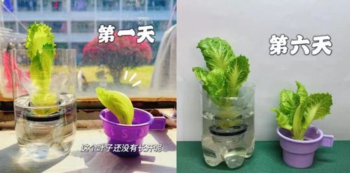 天竺水培的寓意与魅力究竟体现在哪些方面