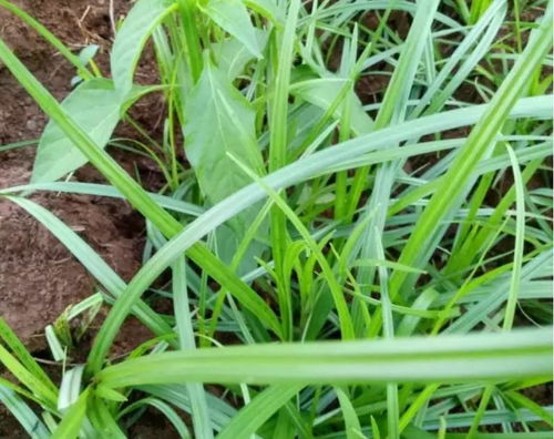 香附子防治大揭秘：哪种除草剂Zui厉害？