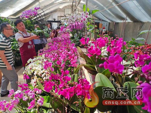 花种子哪里有卖？网上花卉市场比实体店更便宜吗