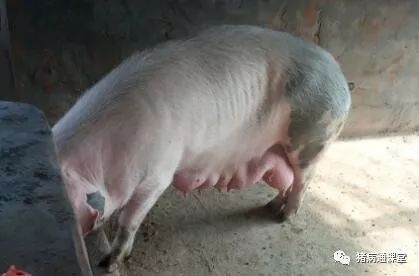 母猪高返情成养殖噩梦？原因大起底