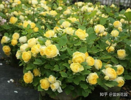 月季金丝雀：开花机器的称号