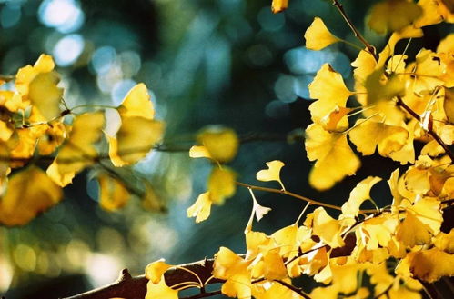 银杏， 美环境，传文化