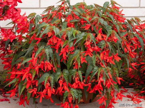 八角种植的最佳季节是哪个？秋季种植八角是否更适宜